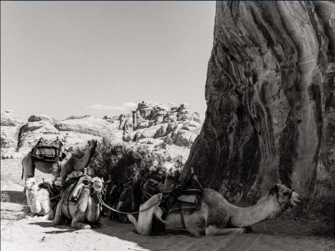 Wadi Rum Moon Camp Exterior photo