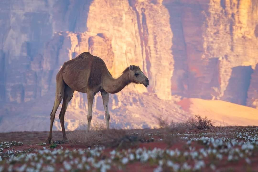 Wadi Rum Moon Camp Exterior photo